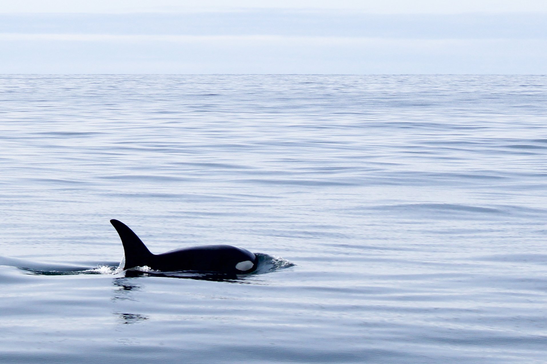 Orcas