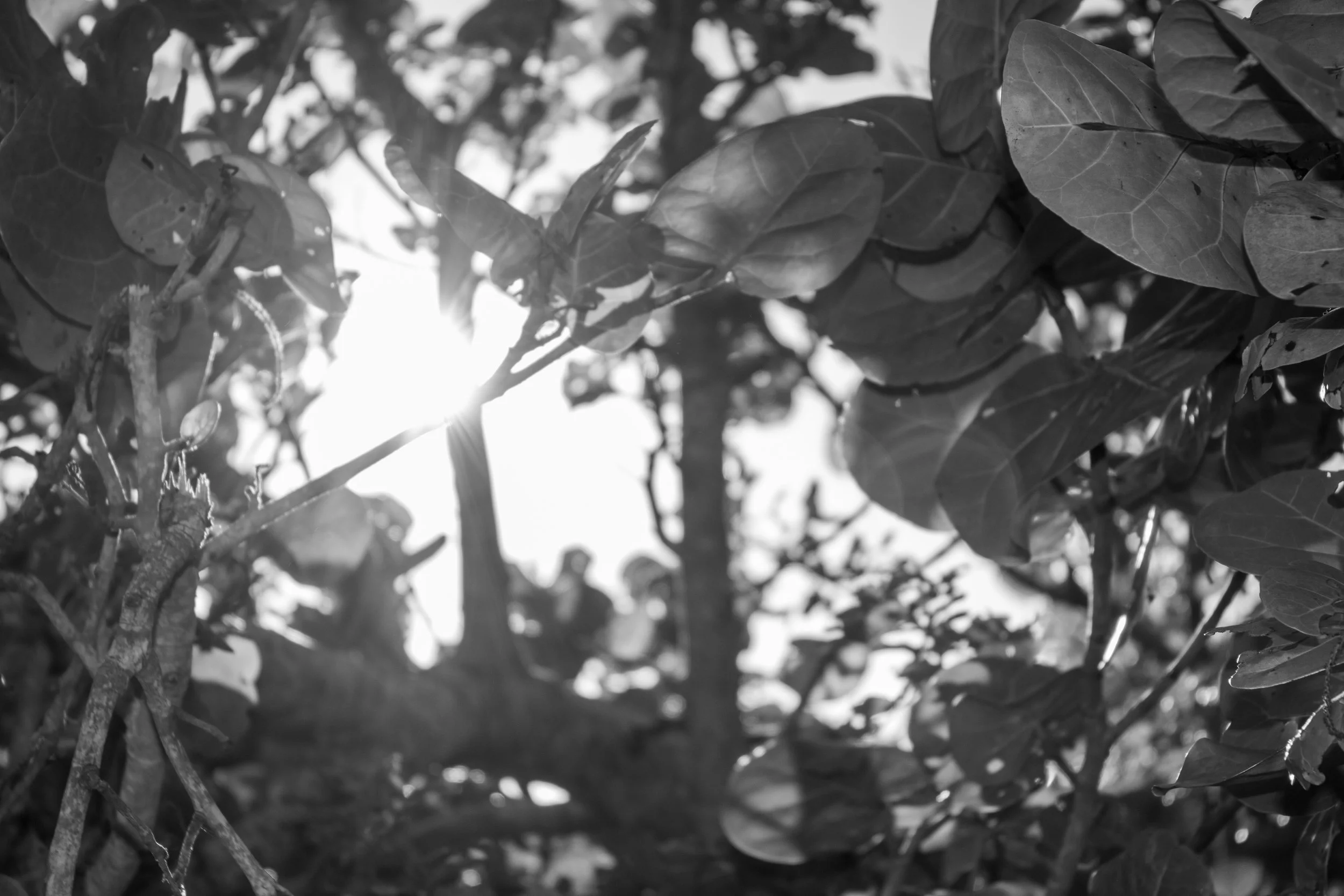 _MG_0372.jpg