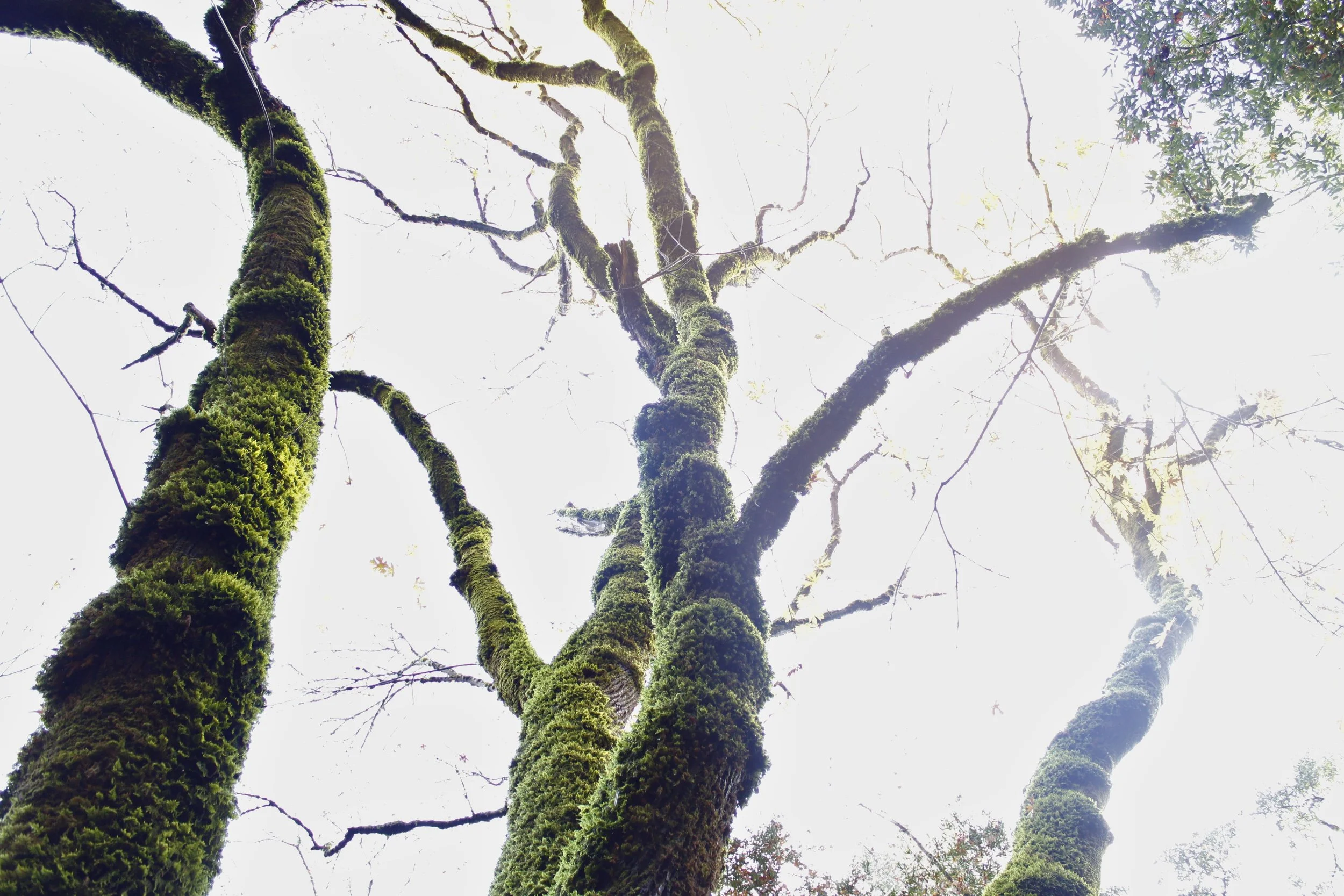 Uvas Canyon