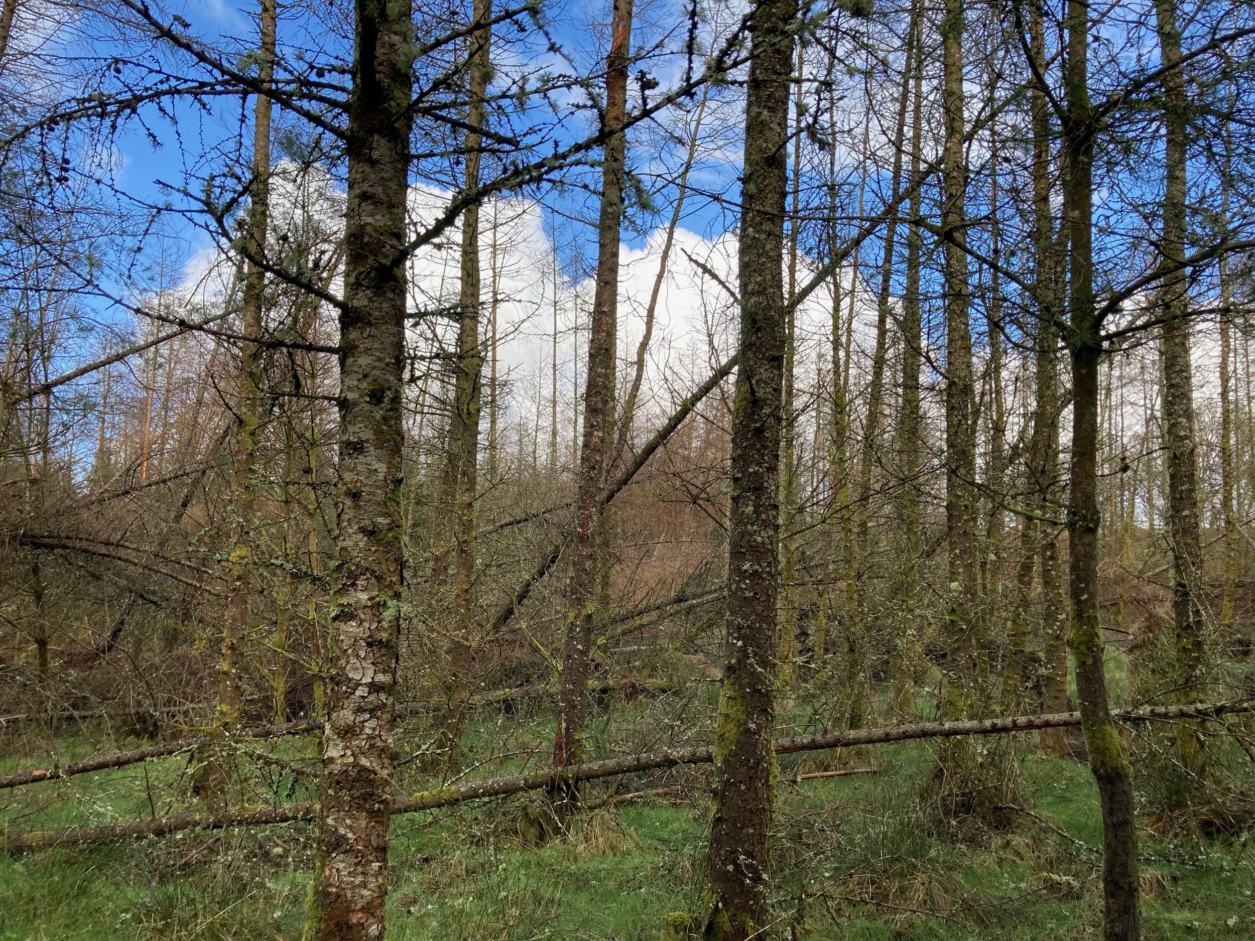 IMG_2823.jpeg