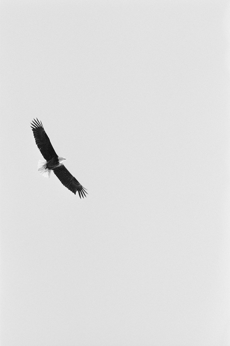 Bald_Eagle.jpg