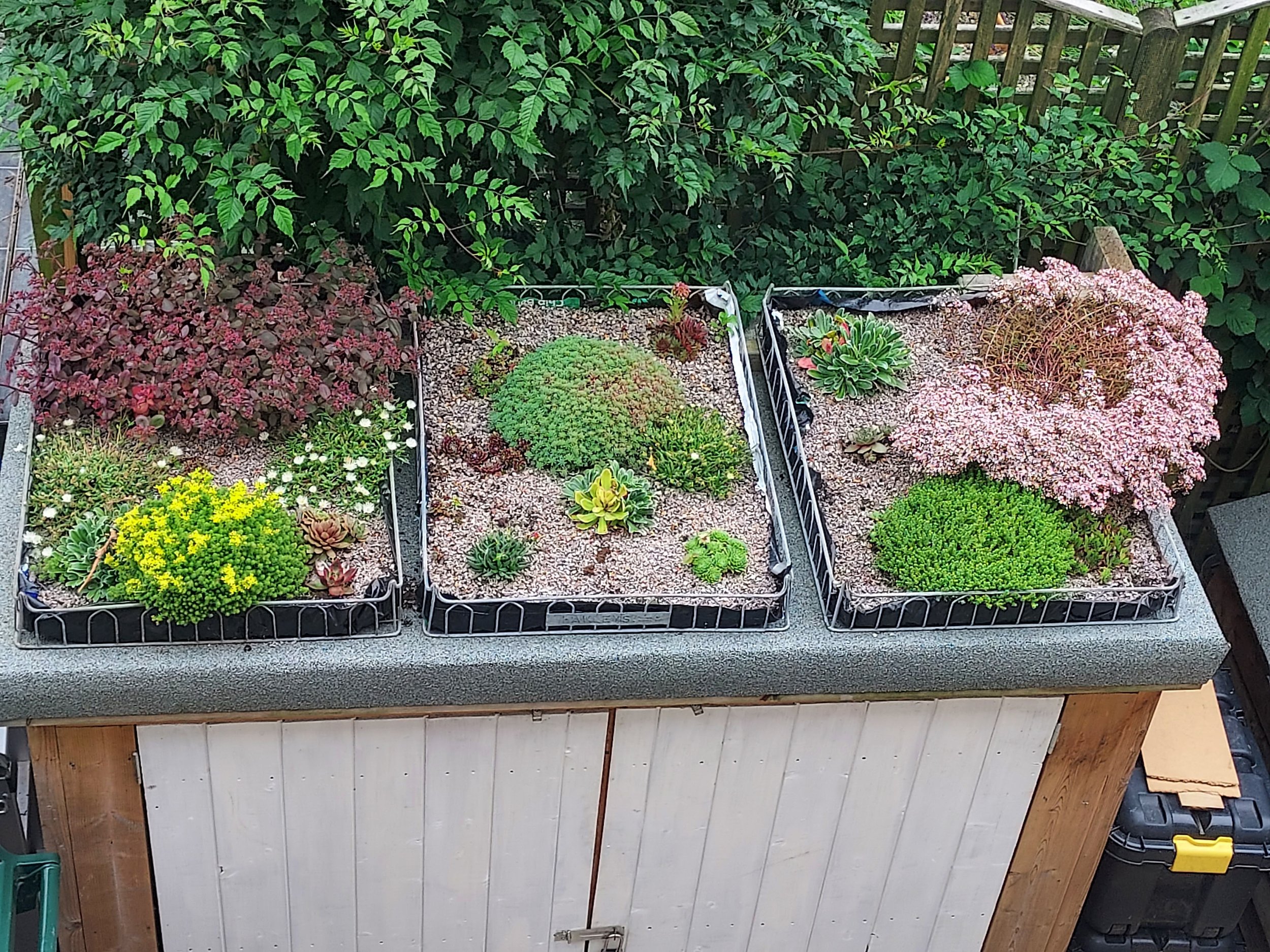 Green roof trays summer.jpg