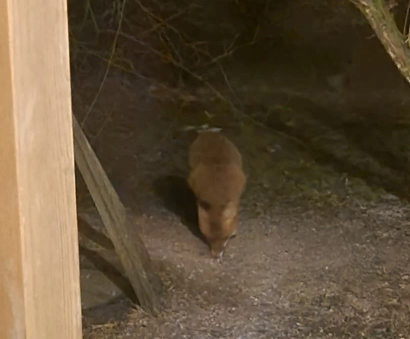 … und schon wieder Besuch