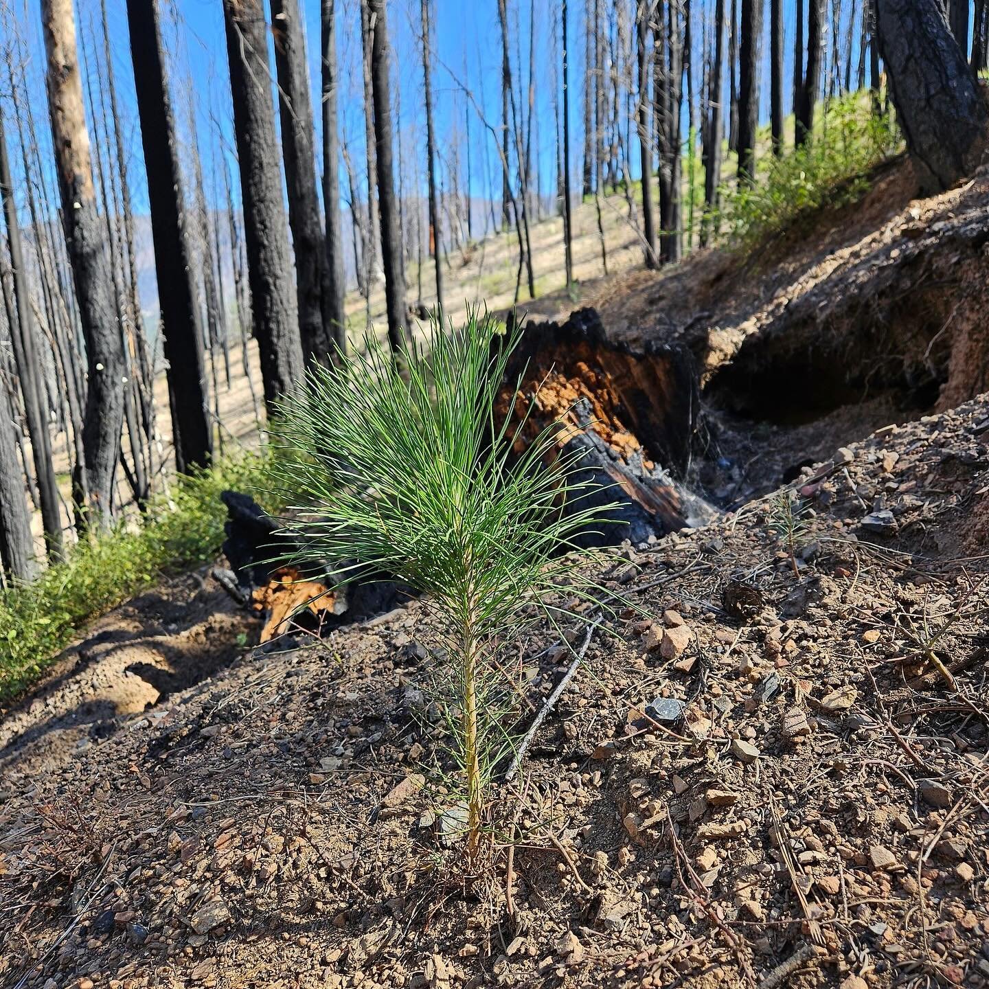 Happy Earth Day from the Emblem Team! This year, we&rsquo;ve reinvested in our partnership with @onetreeplanted by pledging funds to plant 100 trees a month in California this year! These photos are of the One Tree Planted team hard a work on a refor