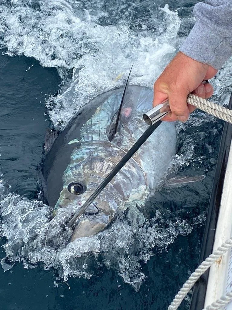 A large fish with shiny, iridescent scales is being caught with a fishing pole by a person wearing a gray shirt, on a boat in the water.
