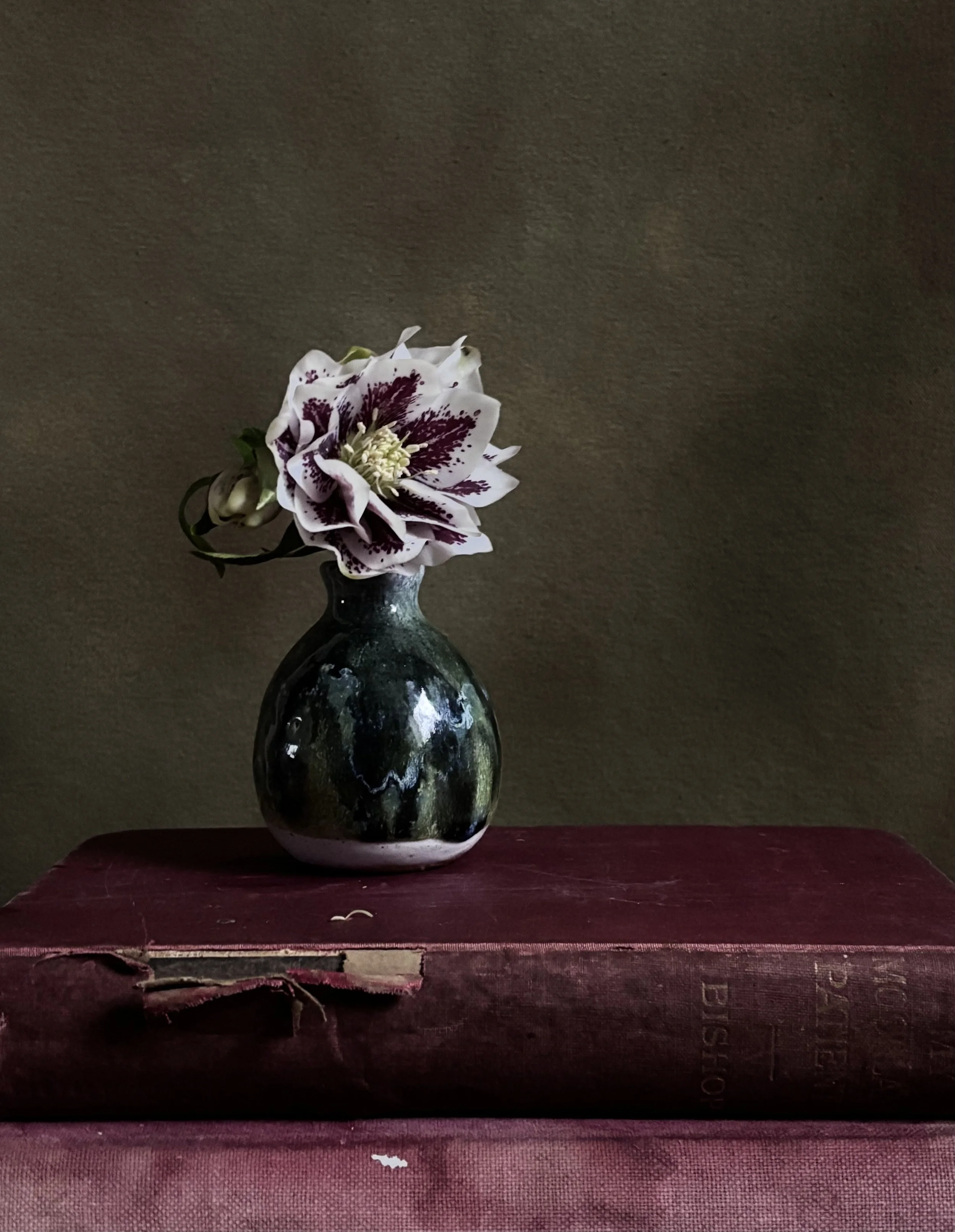 hellebore in vase and canvas backdrop