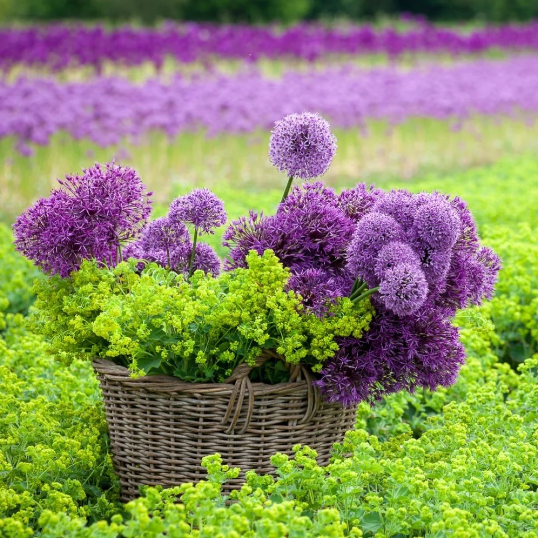 Severn Valley Flowers