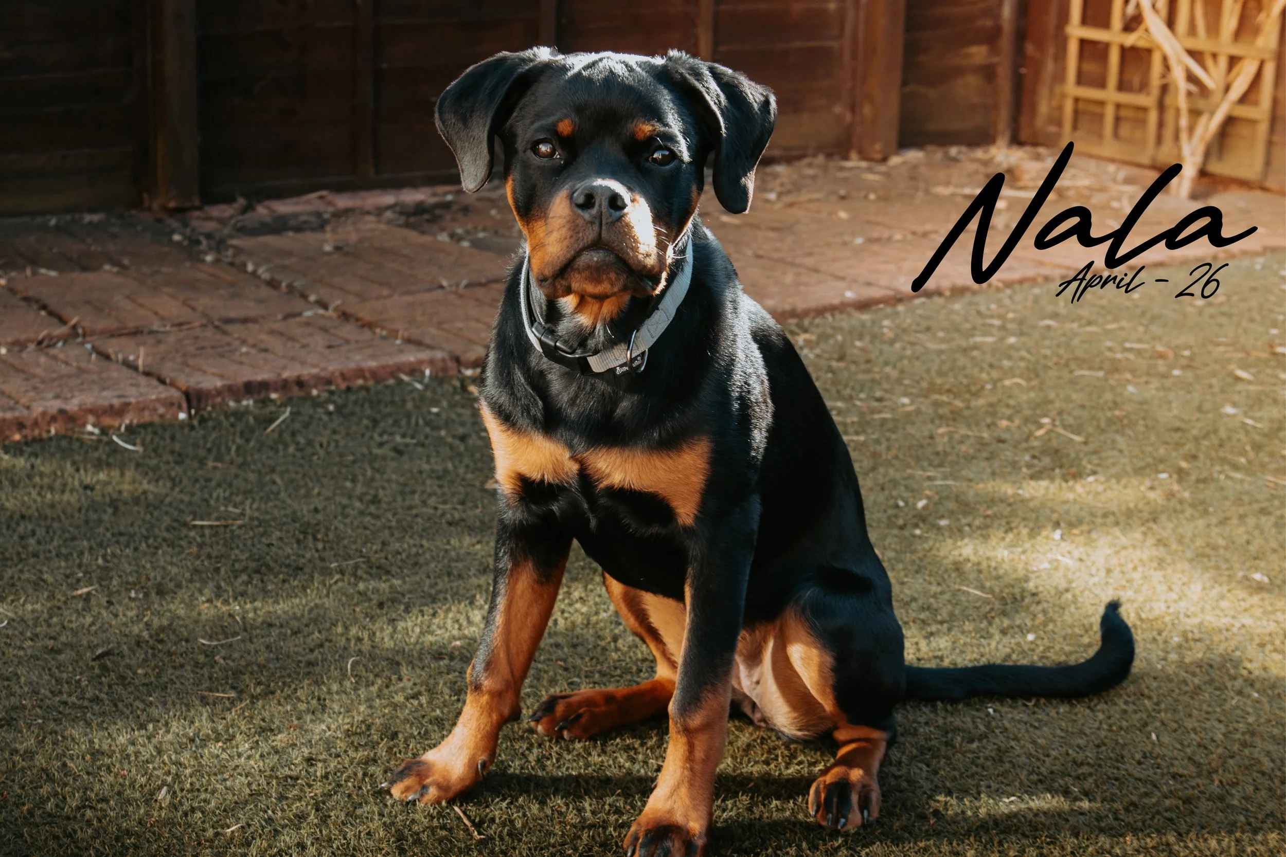 Nala - April '26