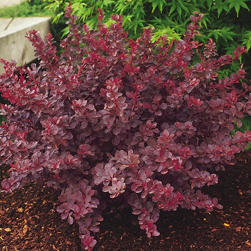 Image of Royal burgundy barberry fall leaves