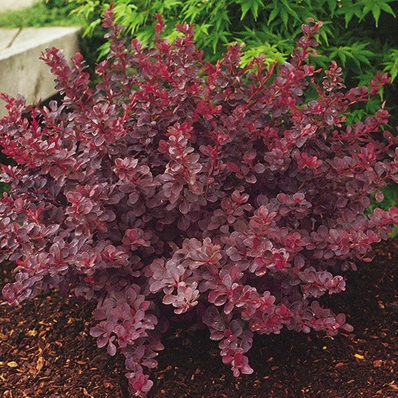 Image of Royal burgundy barberry fall leaves