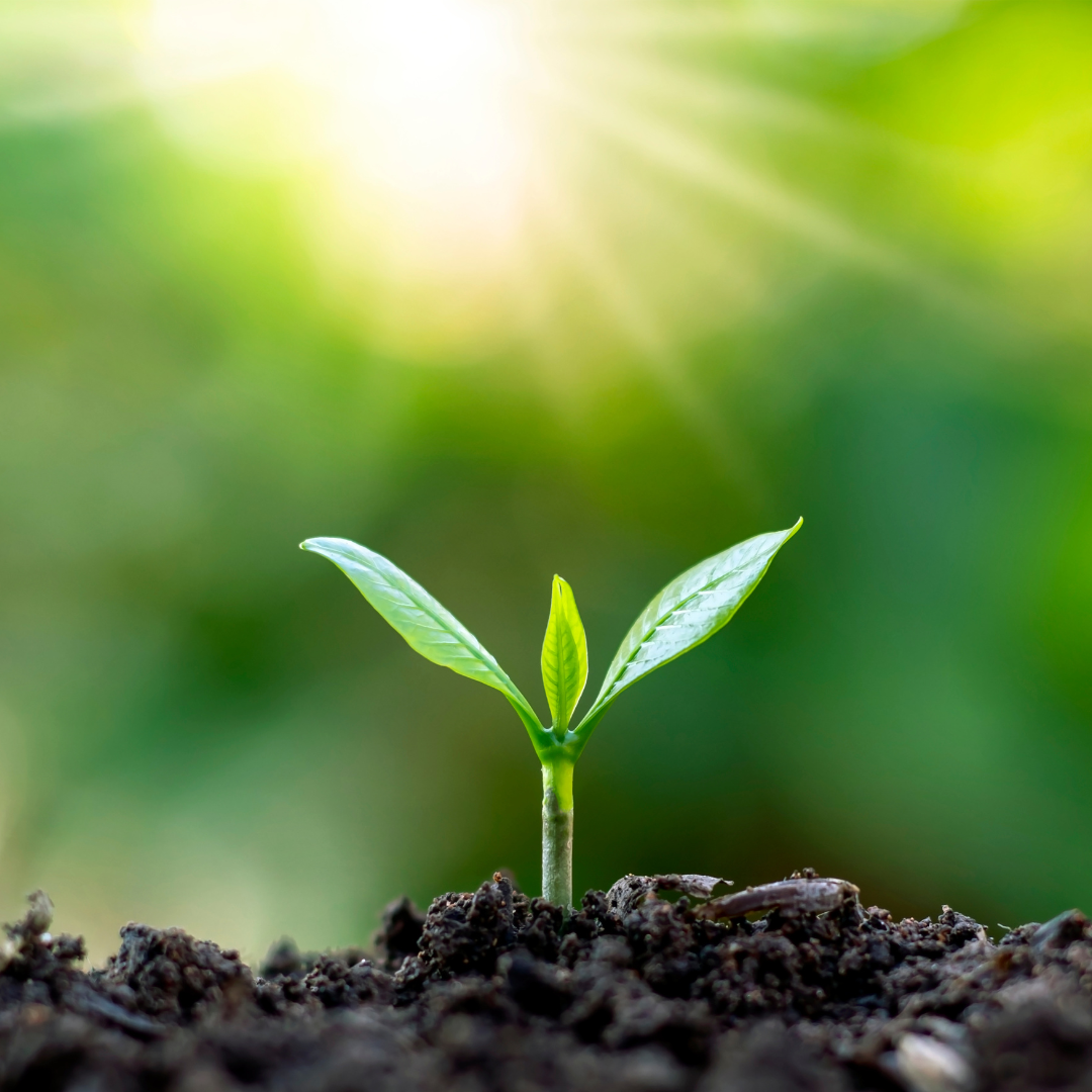 seedling emerging from the soil