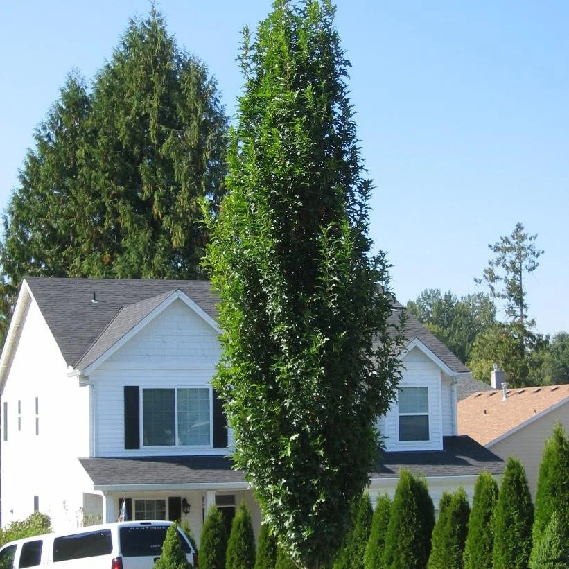 Best Trees To Line Driveway — Stonepath Greenhouses and Landscaping