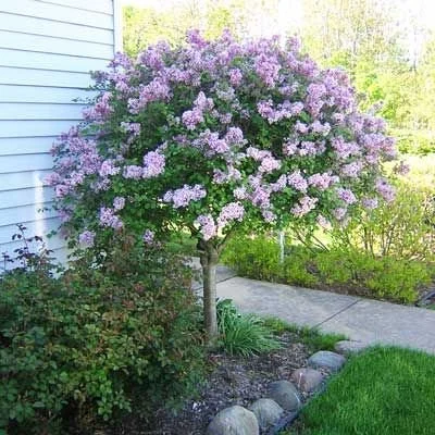 Best Trees To Line Driveway — Stonepath Greenhouses and Landscaping