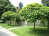Best Trees To Line Driveway — Stonepath Greenhouses and Landscaping