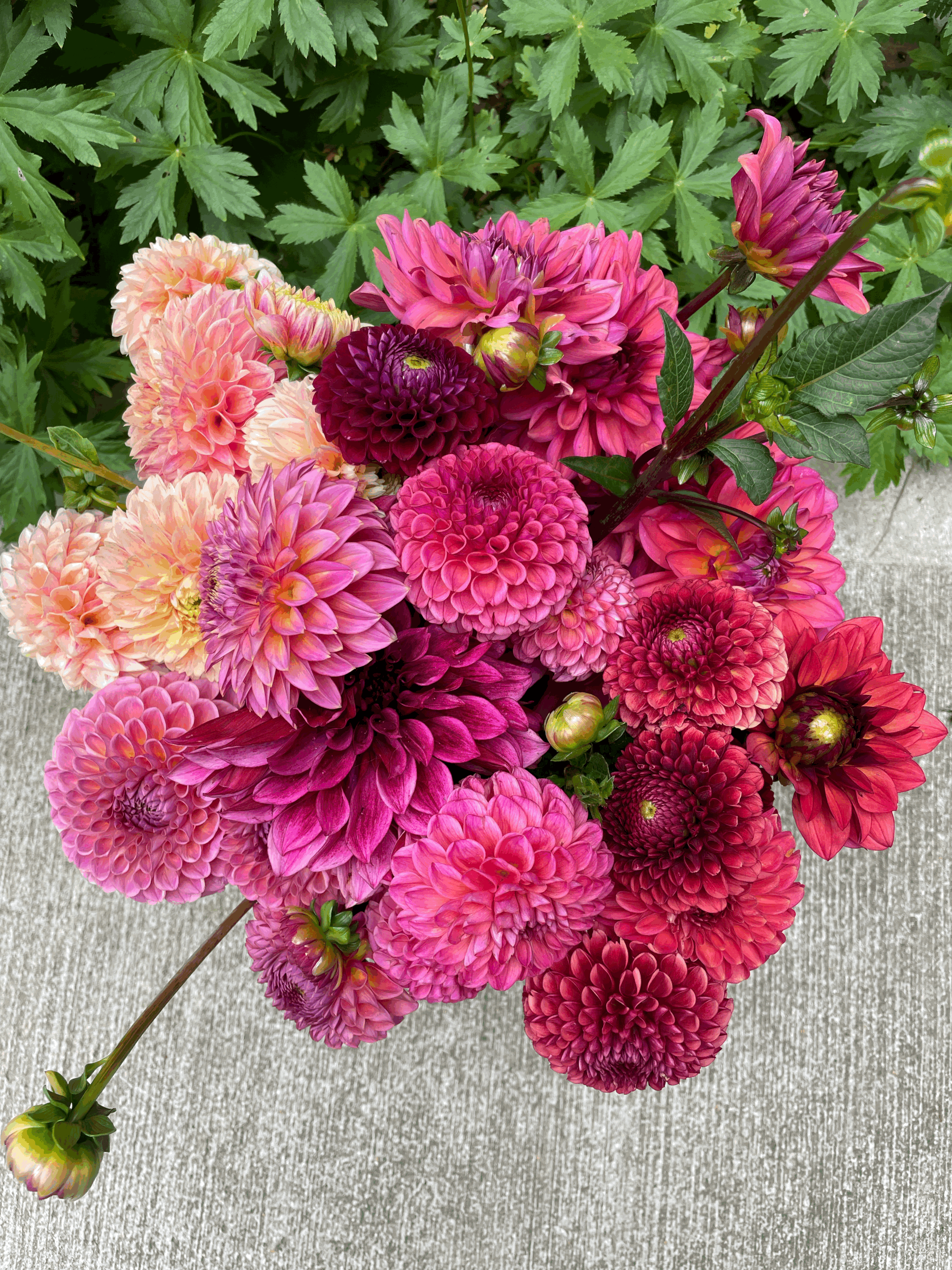 Mill Pond Dahlia Club