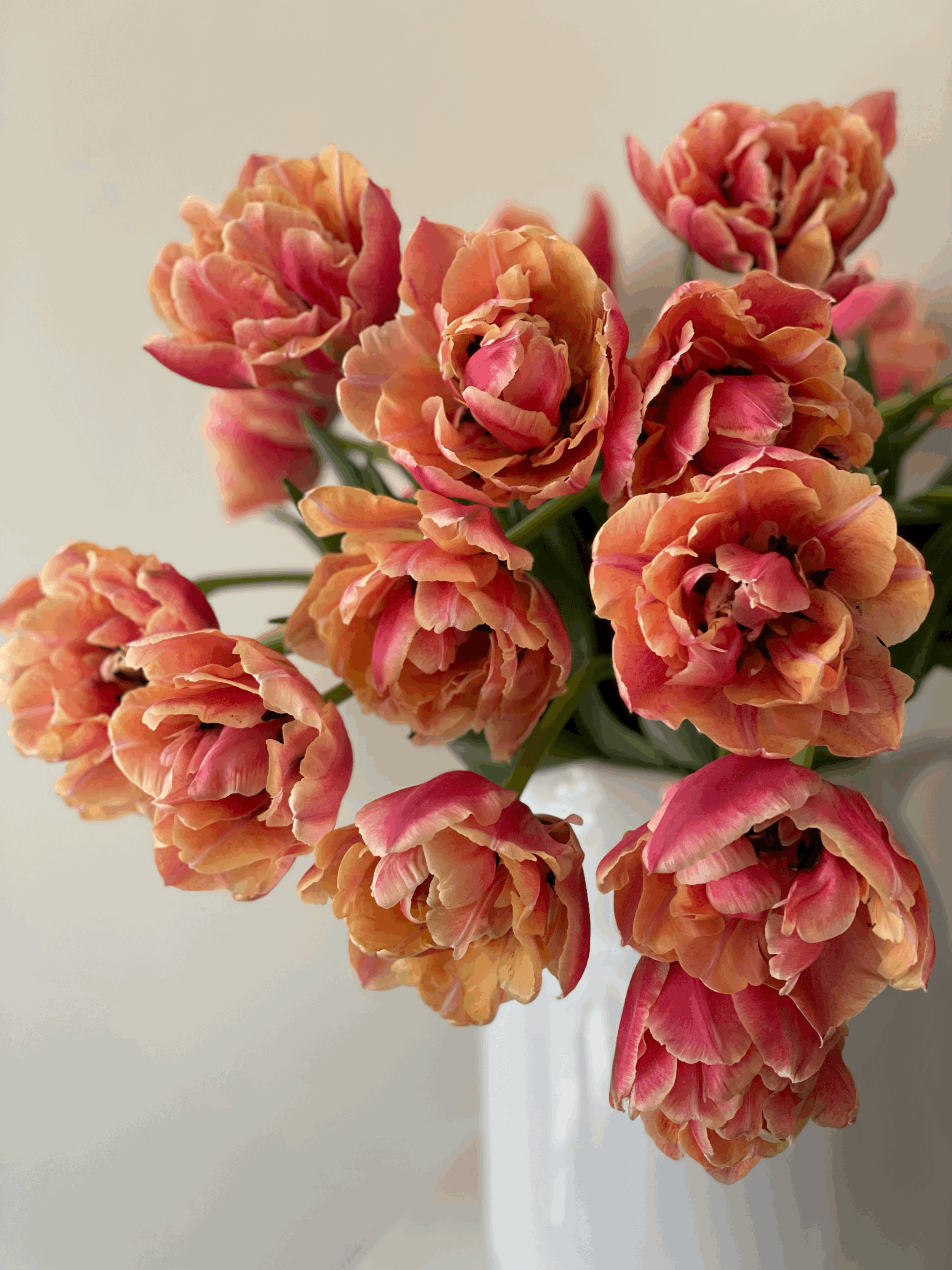 Winter Tulip Subscription