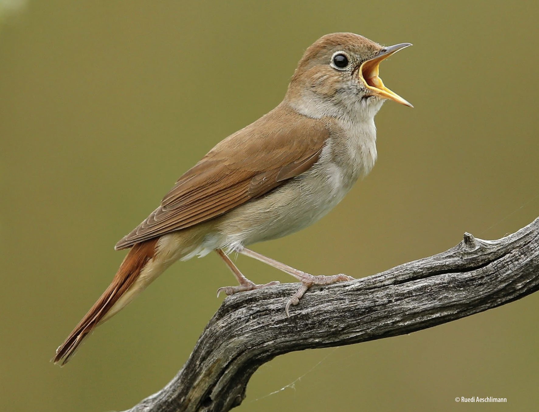 Nachtigallen-Abendspaziergang am Greifensee
