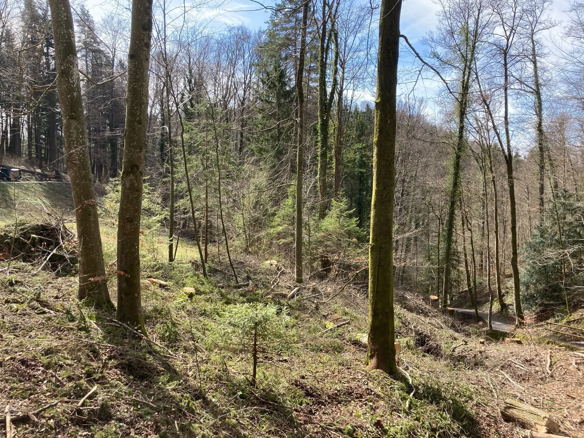 In den Wald mit dem Zumiker Förster