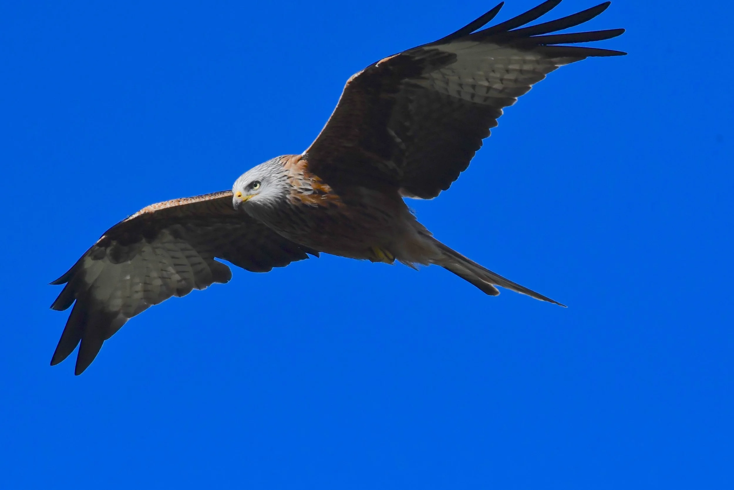 Wer weiss denn so was?  Lügentour Zumikon - Looren