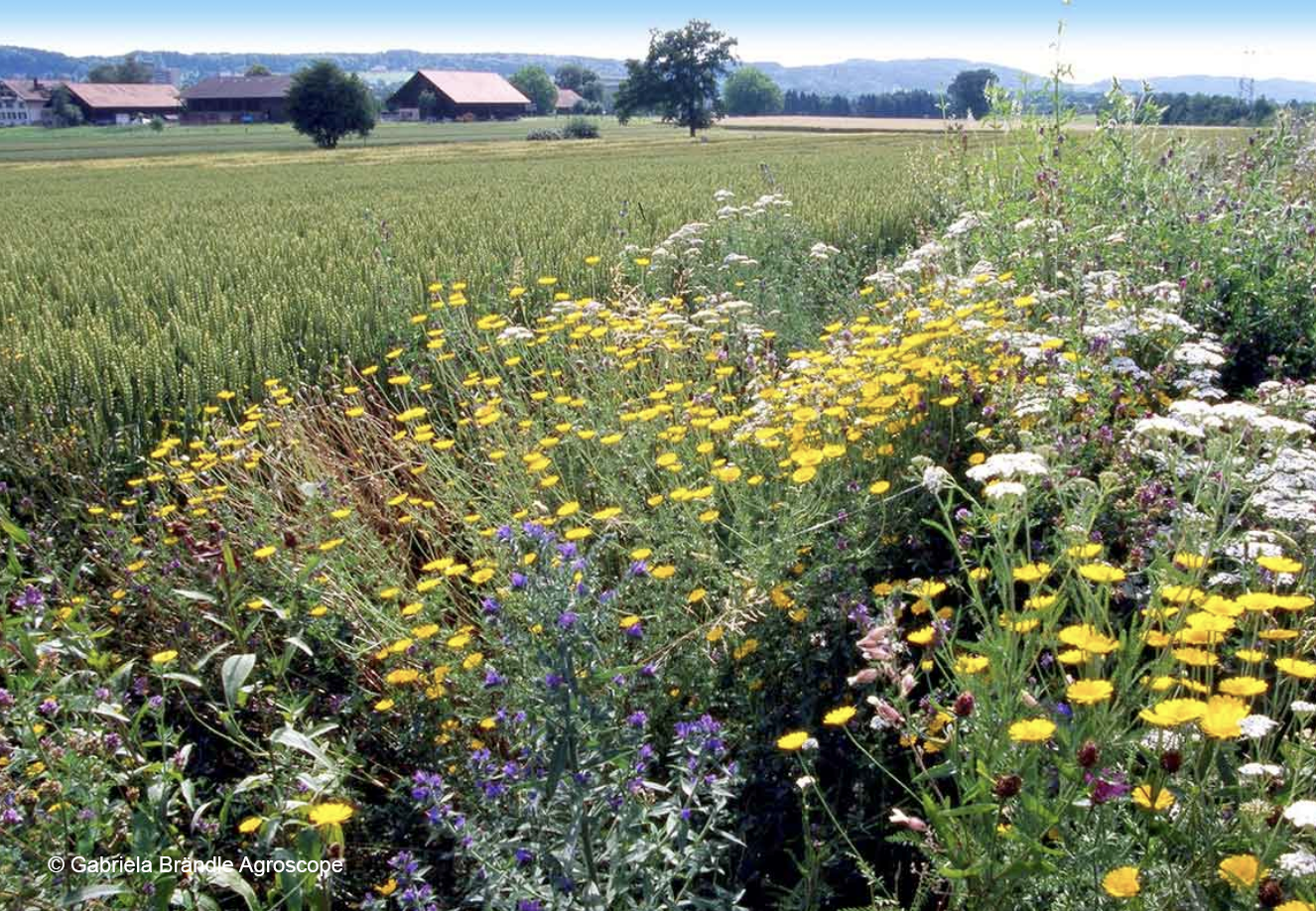 Biodiversität ist die «Lebensversicherung der Nation»