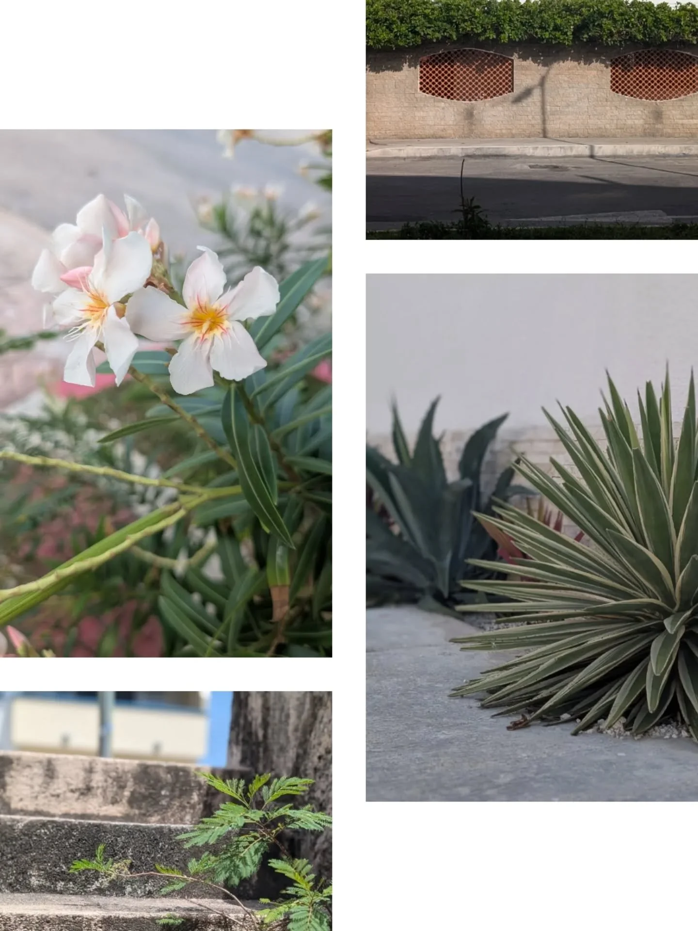 I'm finding beauty everywhere in #cozumel 
Viva Mexico!