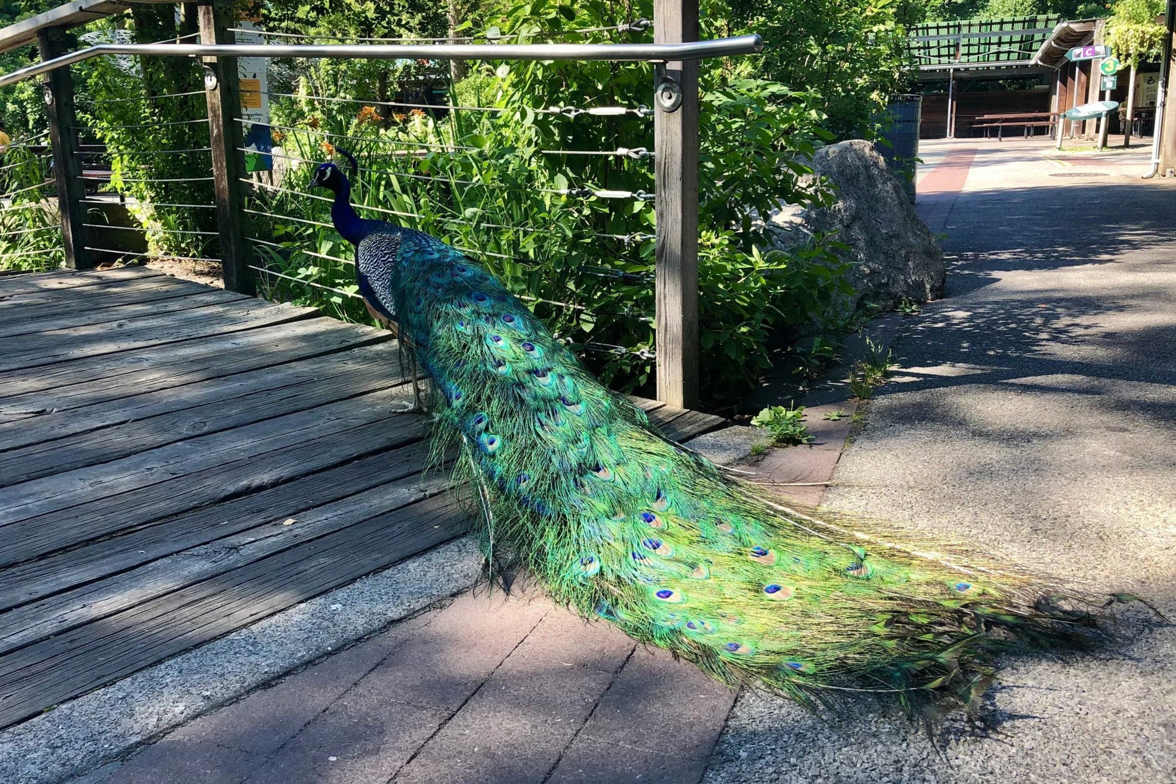 The Bronx Zoo: Everything to Know and Tips | The Exploreist