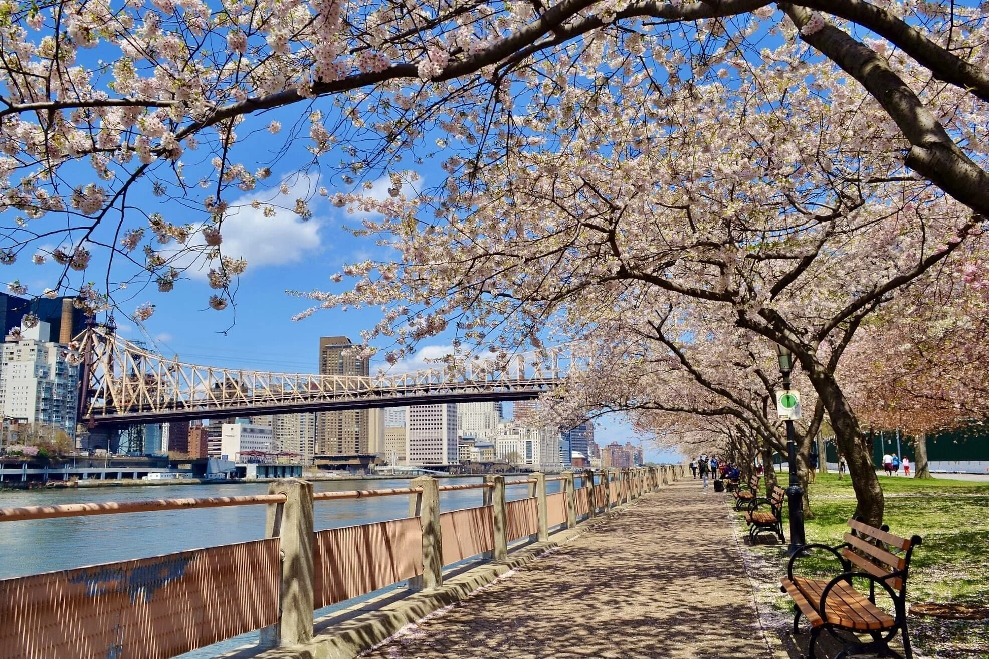19 Best Places to See Cherry Blossom in NYC This Spring | The Exploreist