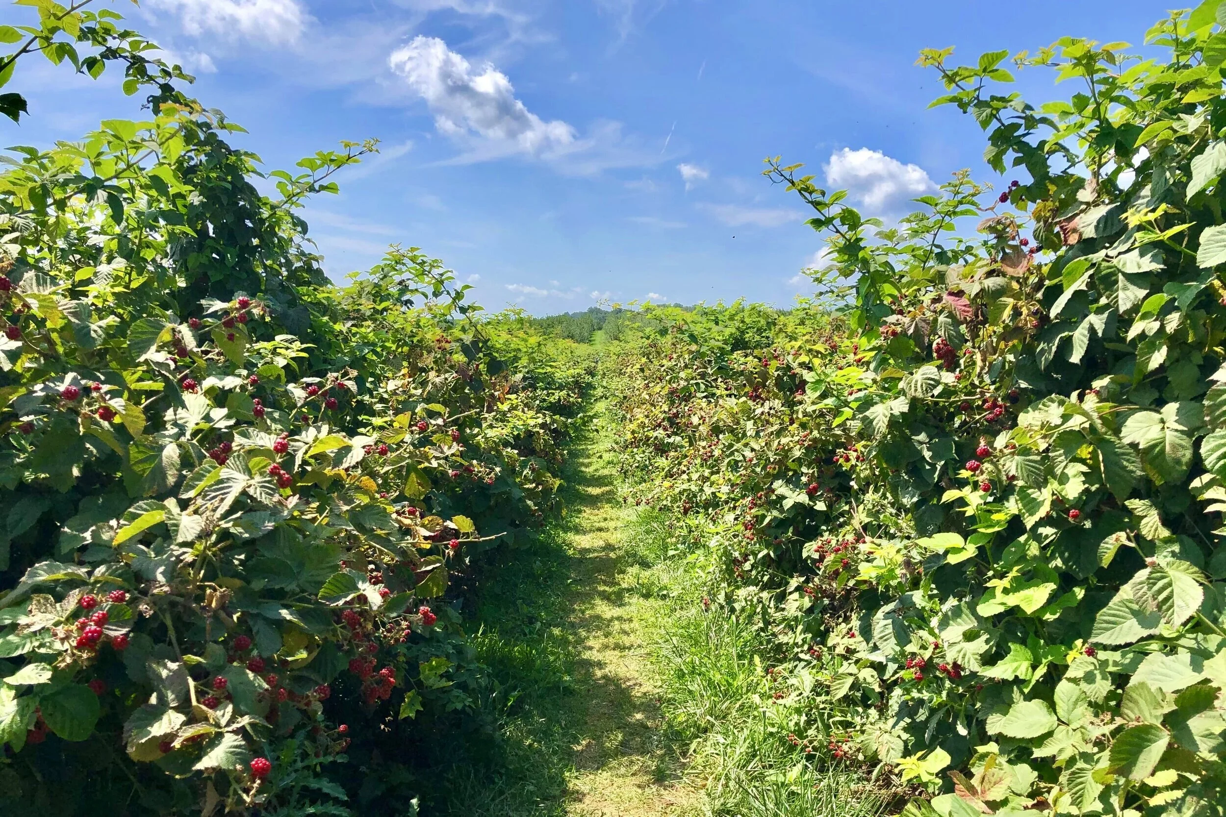 13 Best Things to Do at Alstede Farms, New Jersey The Exploreist