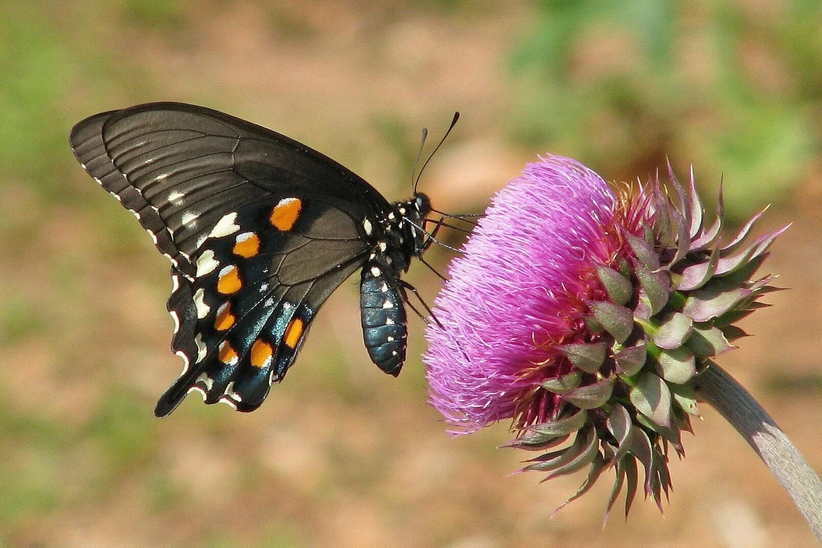 What Do Butterflies Eat? Host and Nectar Plants by Species The Exploreist
