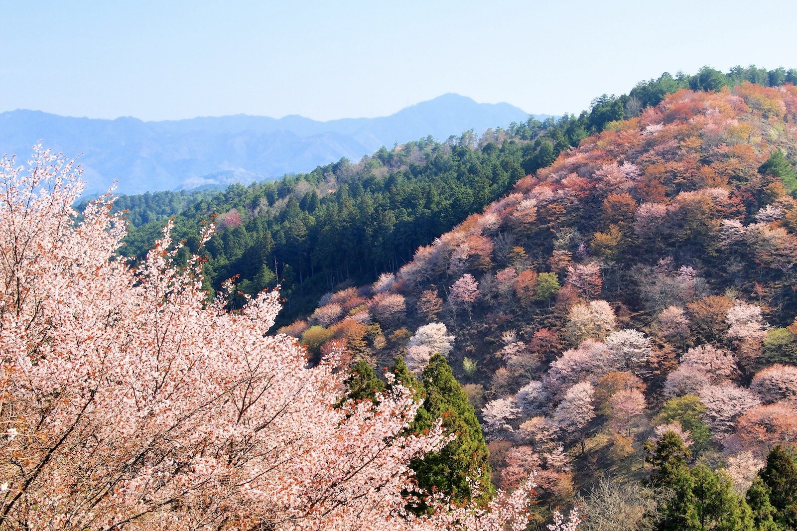12 Best Places to See Cherry Blossoms in Japan This Spring