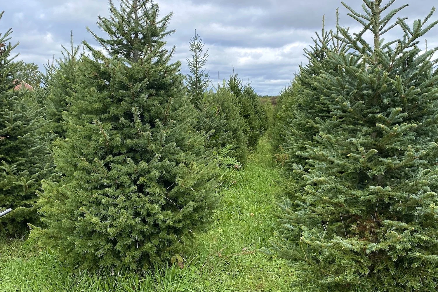 10 Best Christmas Tree Farms Near New York City The Exploreist