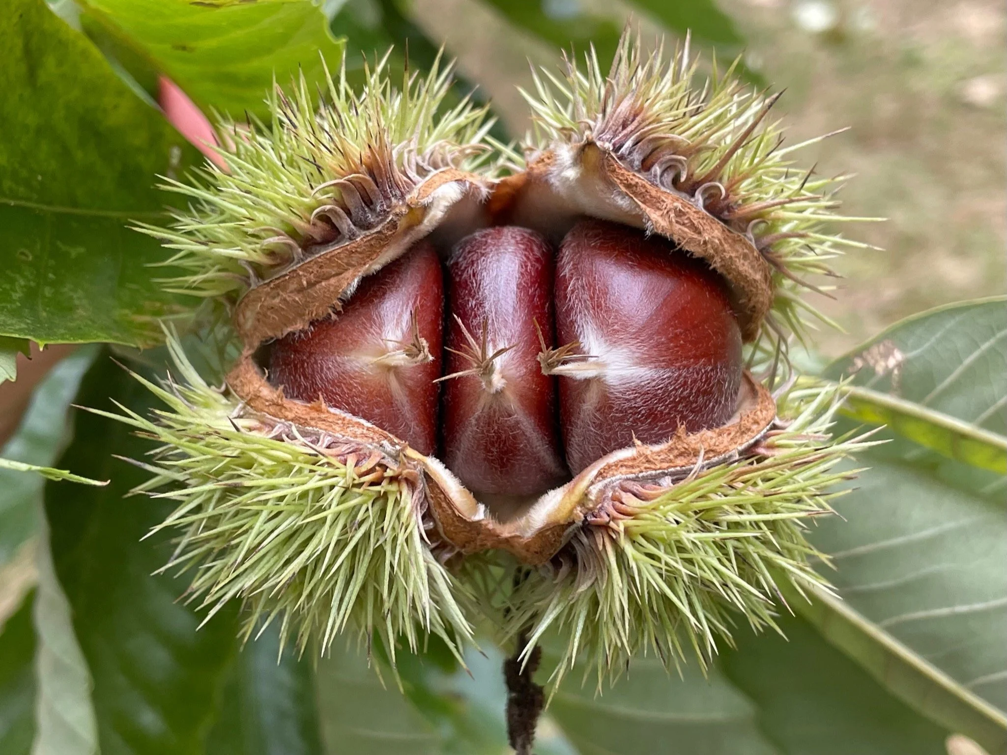 Chestnut Seedlings (Castanea spp.)  Yellowbud Farm