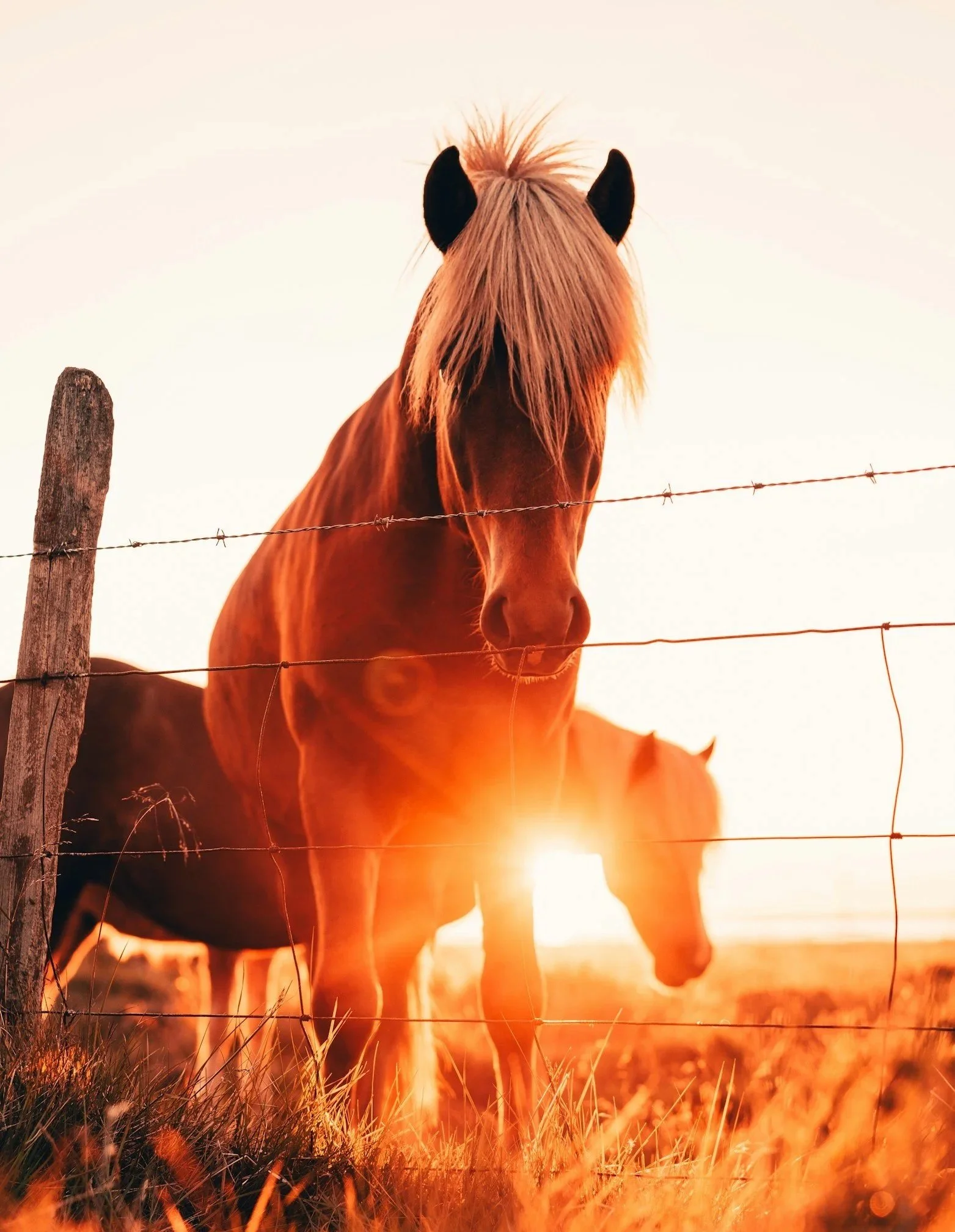 Das Jahr des Feuer–Pferdes 2026