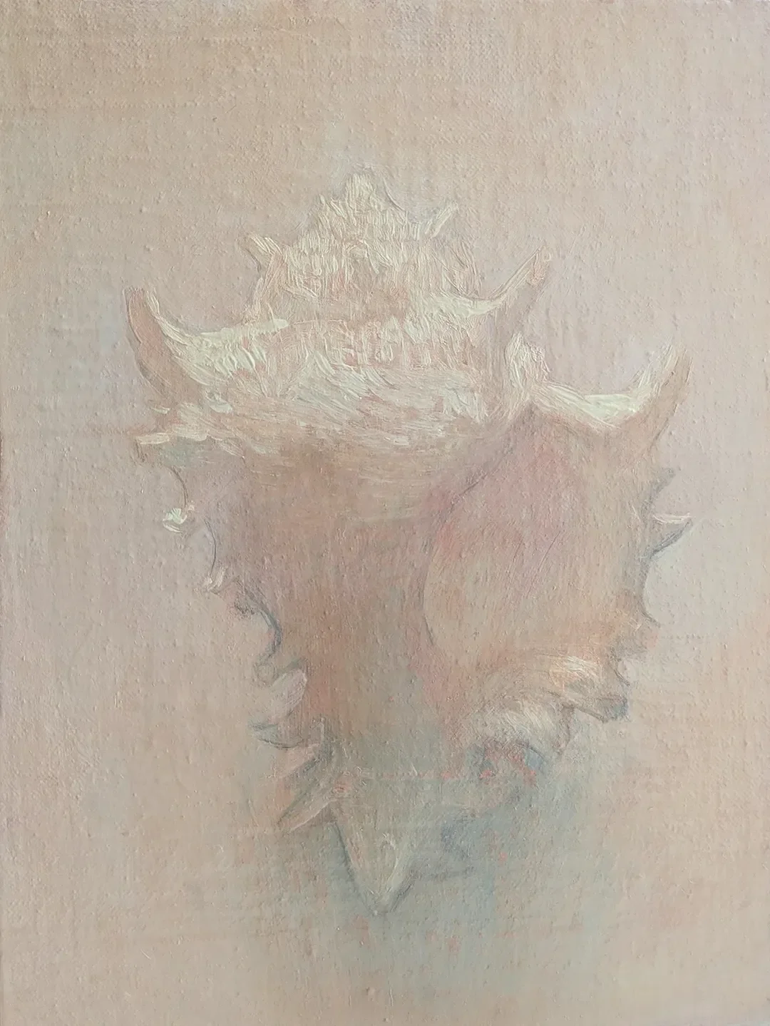 Murex Shell, oil on canvas. 18 x 24 cm. 2025 SOLD🔴