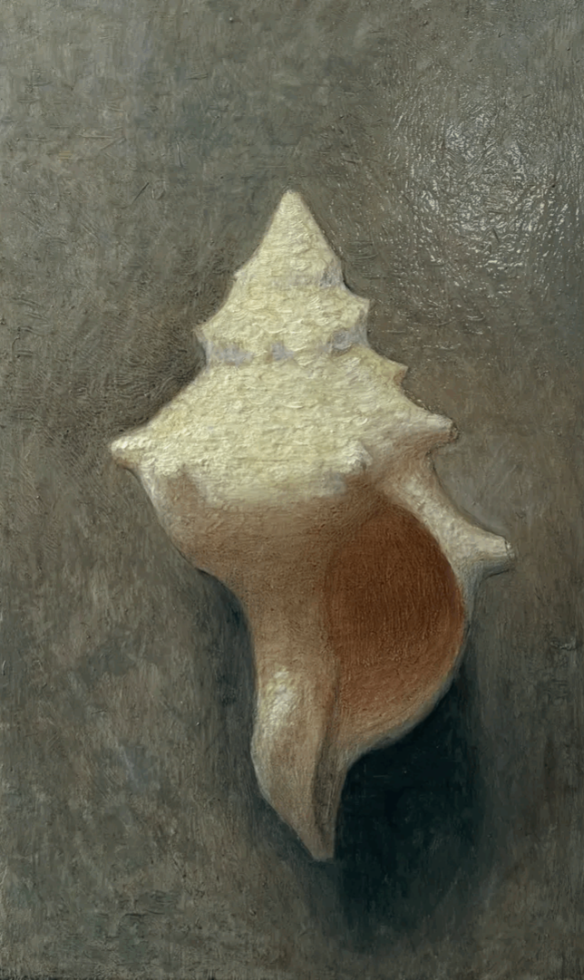 Shell 17 x 27 cm. Oil on panel. 2026🔴