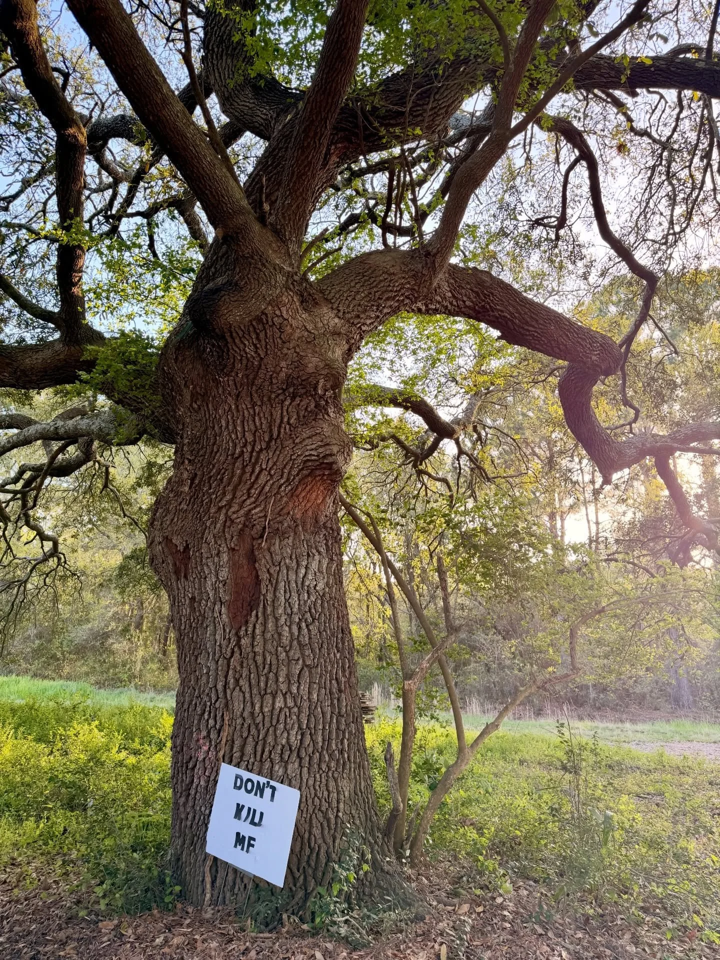 📍SOL LEGARE, JAMES ISLAND

As my friend @coreen224 says, it&rsquo;s so much more than a tree. 

Please join us in urging county BZA to deny a variance request that would allow the removal of this oak on Richardson Road in Sol Legare for a road to gr