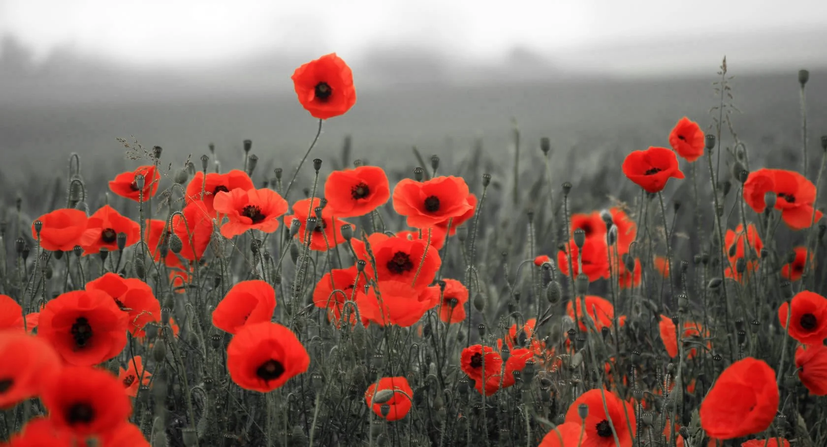 SDB-12 // Poppies: The Warflower