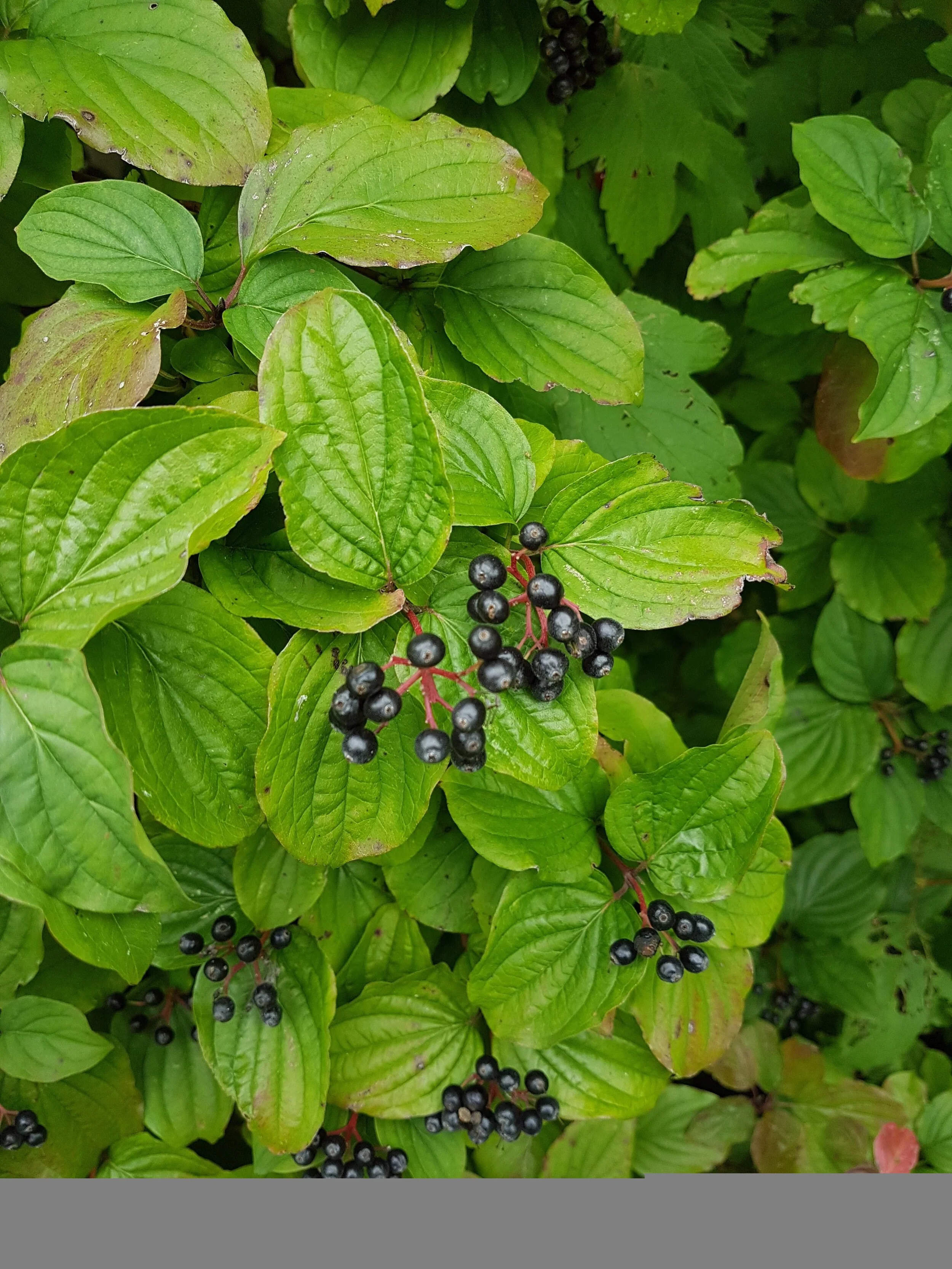A Wise Man in China asked his Gardener to plant a Shrub