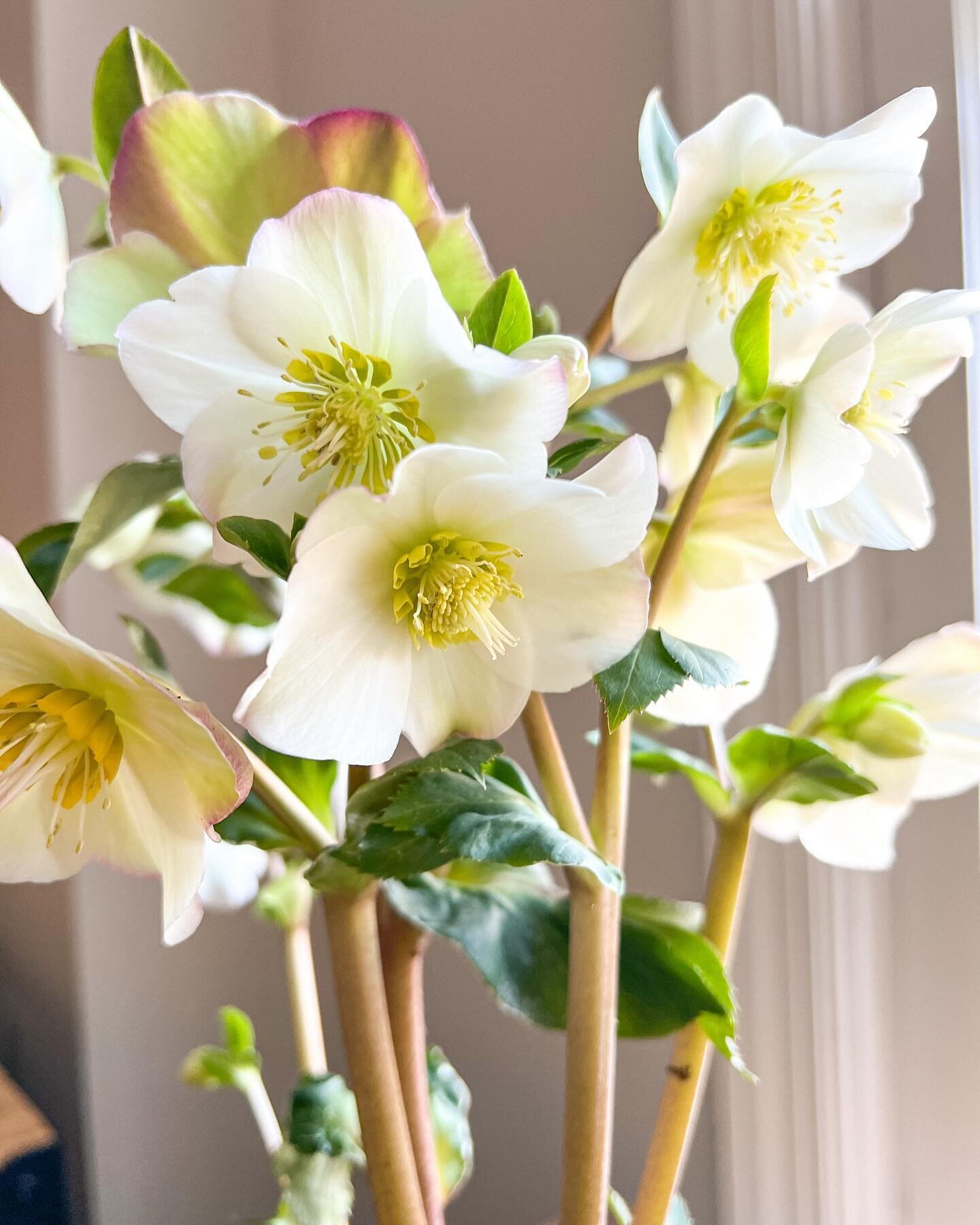 Hello friends!  Well that was a much longer social media break than I planned but I&rsquo;m officially done with holiday installs and have much work to share! 

First up is this trio of hellebore kokedamas inspired by the recent @tmagazine article fe