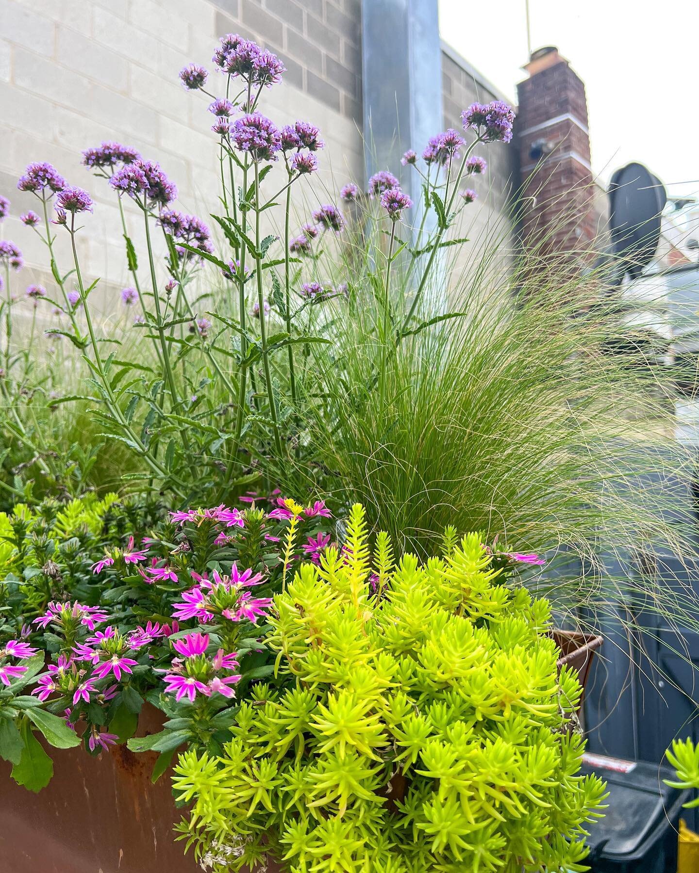 Summer check-ins this week and happy to see this drought-tolerant mix thriving! Mexican feather grass and lemon sedum is putting me in the mood for a margarita 😉 @southendthebackend @southenduncorked 

#bloomcraft #summerplanters #droughttolerantpla