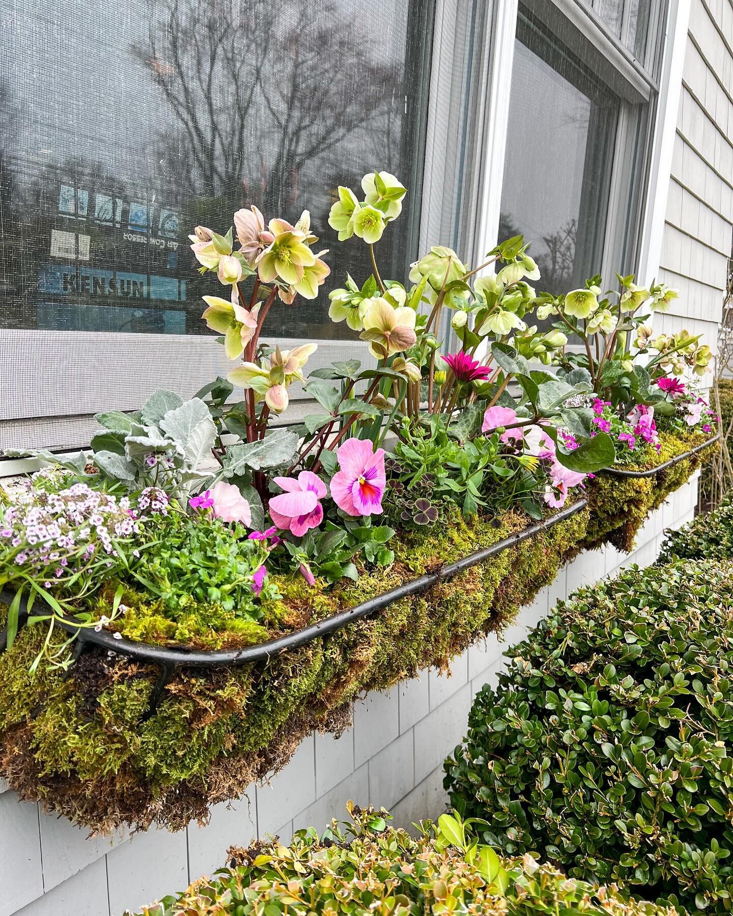 The spring housing market waits for no one, not even Mother Nature!  We are still weeks away from kicking off spring installs but I quickly pulled together some early spring planters for a house hitting the market this week. 

The pops of pink are ju