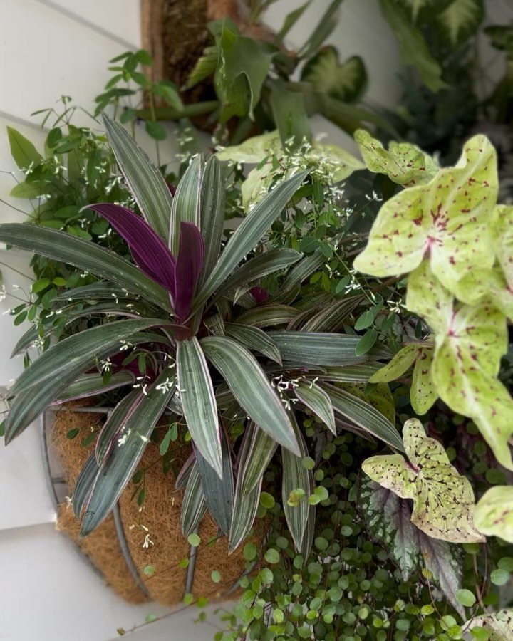 With freezing temps expected this week, it was time to finally bring in one of my favorite summer installs. 

I had a vision for this side entry vestibule and could not be happier with how these @shopterrain hayrack baskets and staghorn ferns grew in
