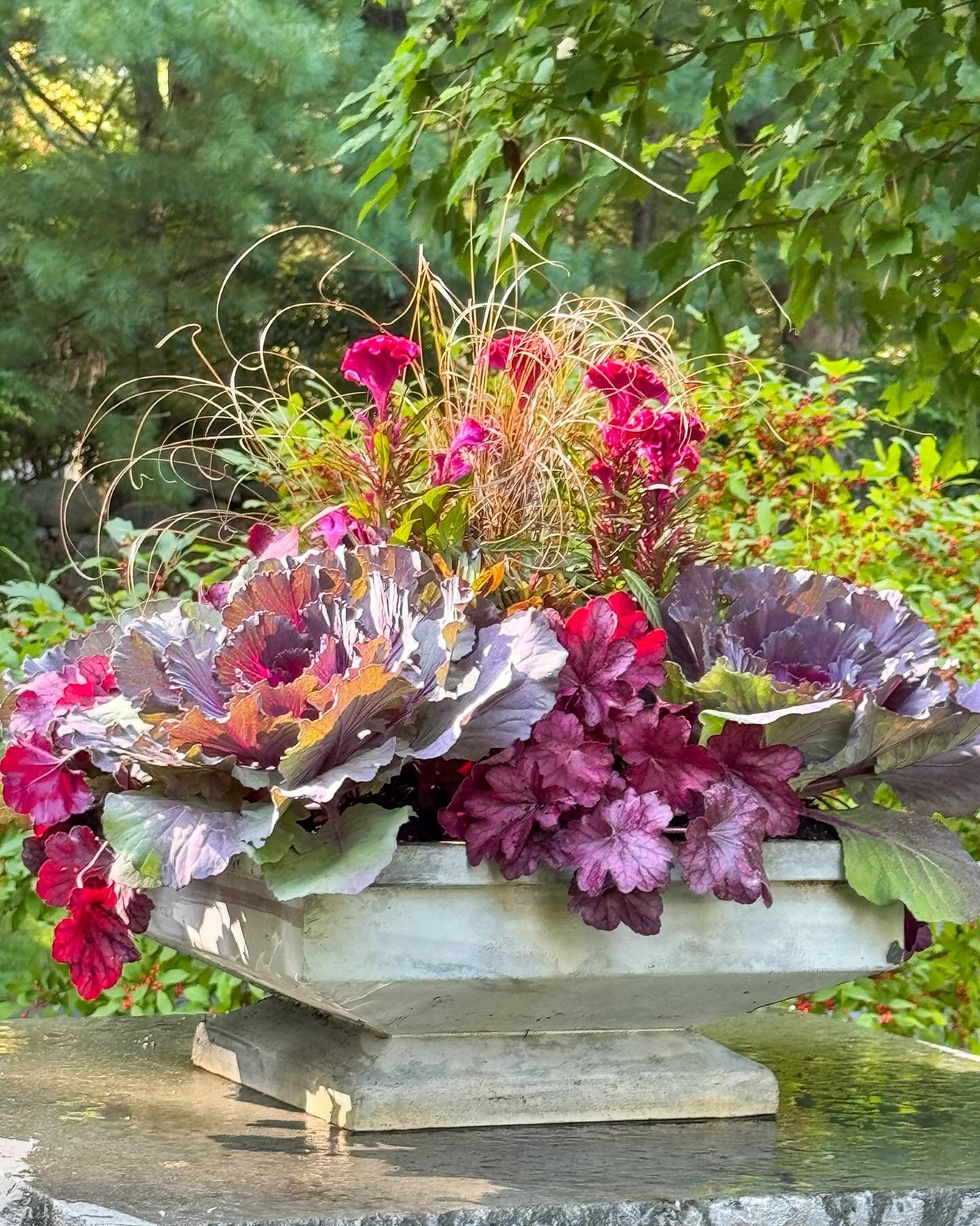 That October light making all the brights pop✨

#bloomcraft #fallplanters #fallpots #fallflowers #cabbages #containergarden #containergardening #containergardener