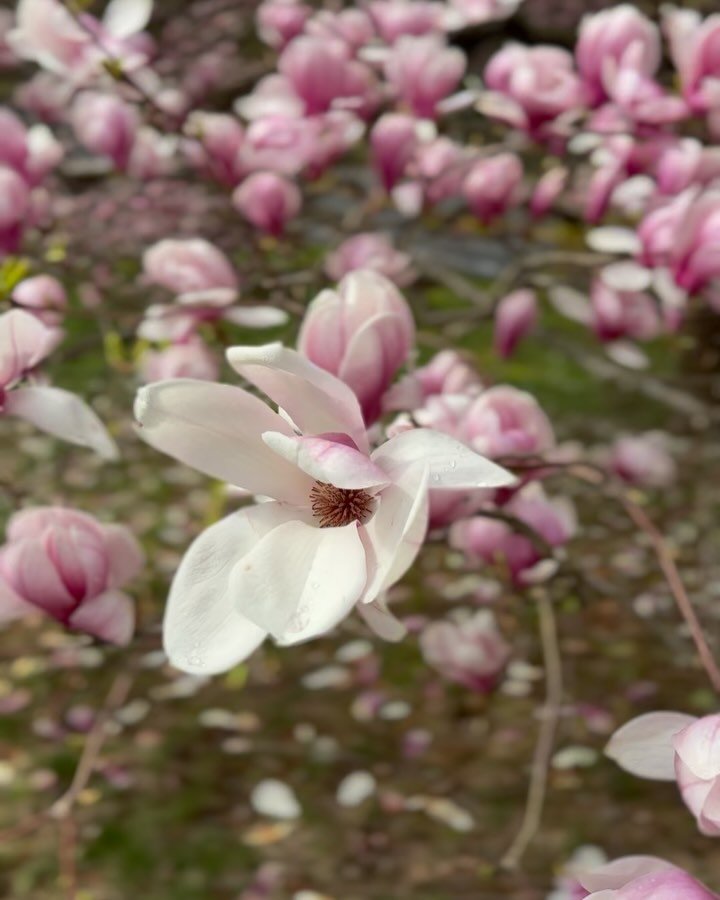 Our magnolia never fails to hit peak bloom just in time for Earth Day 🌎 🌳🌸