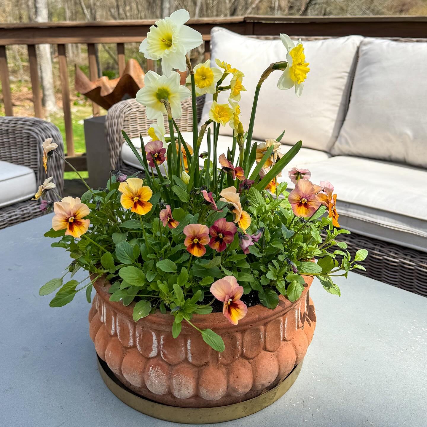 Spring has definitely sprung!  The weather this week has been a dream and this simple tabletop arrangement keeps stopping me in my tracks. 

I don&rsquo;t typically use spring bulbs as focal flowers in my pots as they are a &ldquo;one and done&rdquo;
