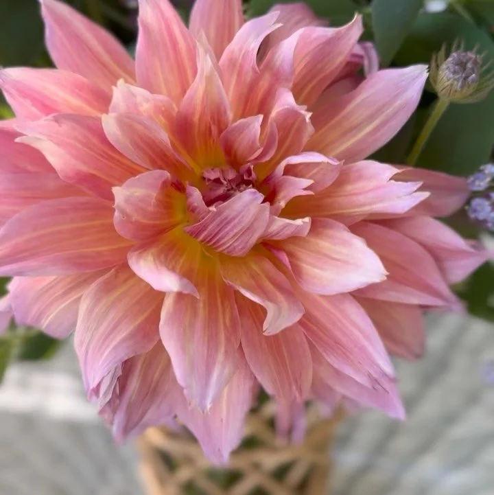 A perfect summer night in the most beautiful setting

#bloomcraft #summerparty #summerflowers #dahlias #localflowers #slowflowers #gardeninspiredfloristry