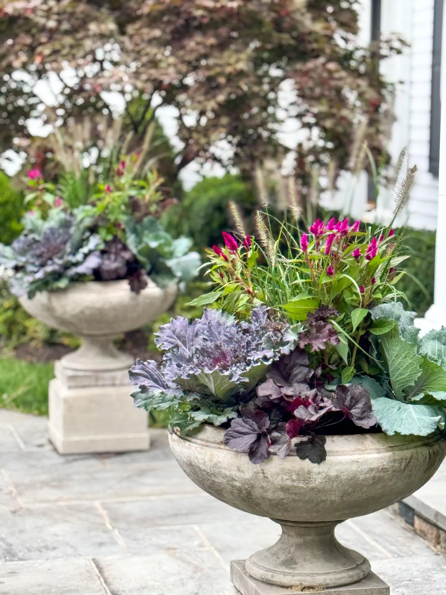 Big bowls call for big cabbages! These are some of my favorites, deadon and coral queen cabbages. 

#bloomcraft #fallcontainers #fallpots #containergardening #containergardener