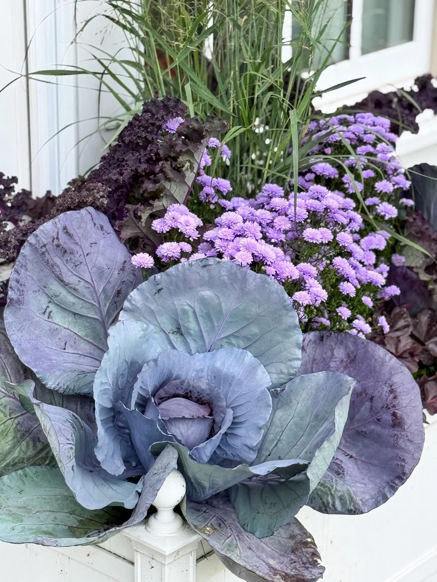 Cooler color mix for these fall trough planters, featuring yet another favorite cabbage - Cabbage Cairo

#bloomcraft #fallplanters #fallpots #containergardening #containergarden #containergardener