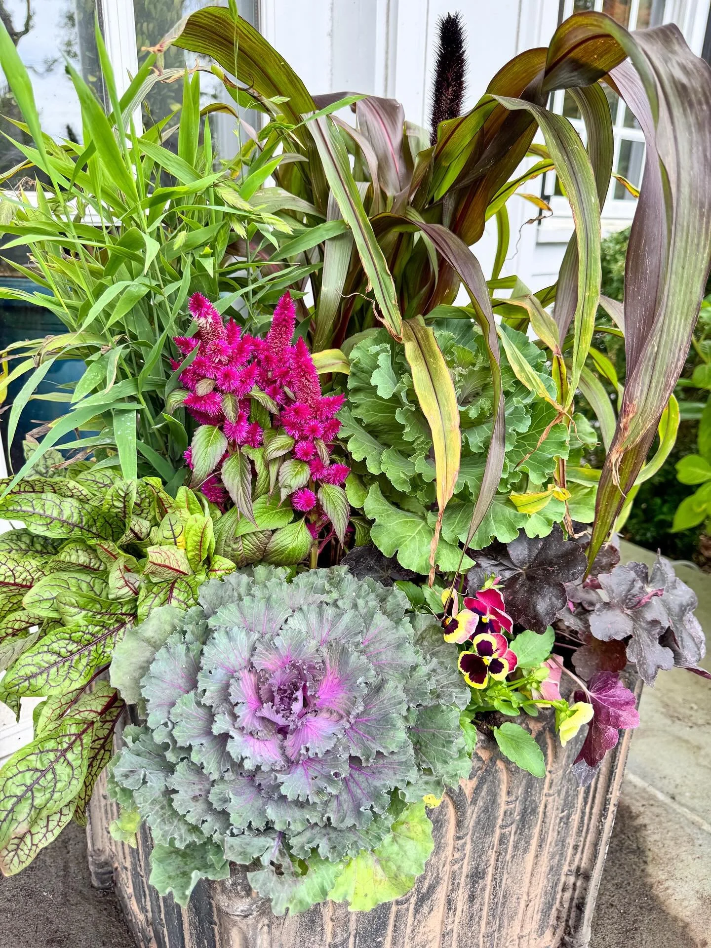 Bright pops of pink celosia 

#bloomcraft #fall #fallpots #fallcontainers #containergardening #containergarden #falldecor