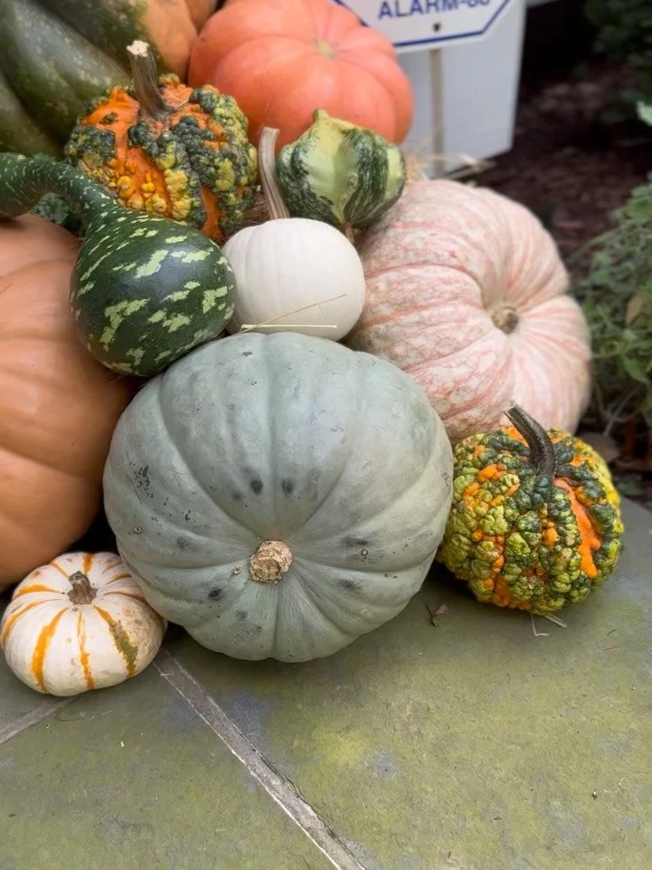 Pumpkin season is here! ππ
#bloomcraft #pumpkinstack #pumpkinseason #pumpkindisplay #frontporchdecor #falldecor #halloween #seasonalstyling
